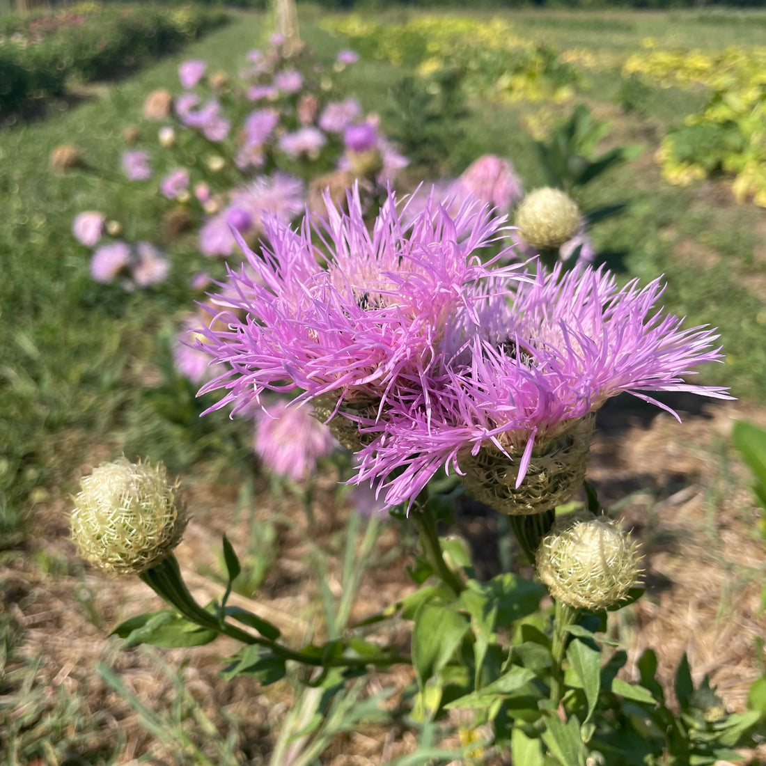 Basketflower