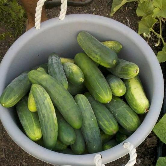 Marketmore 76 Cucumber Seedlings