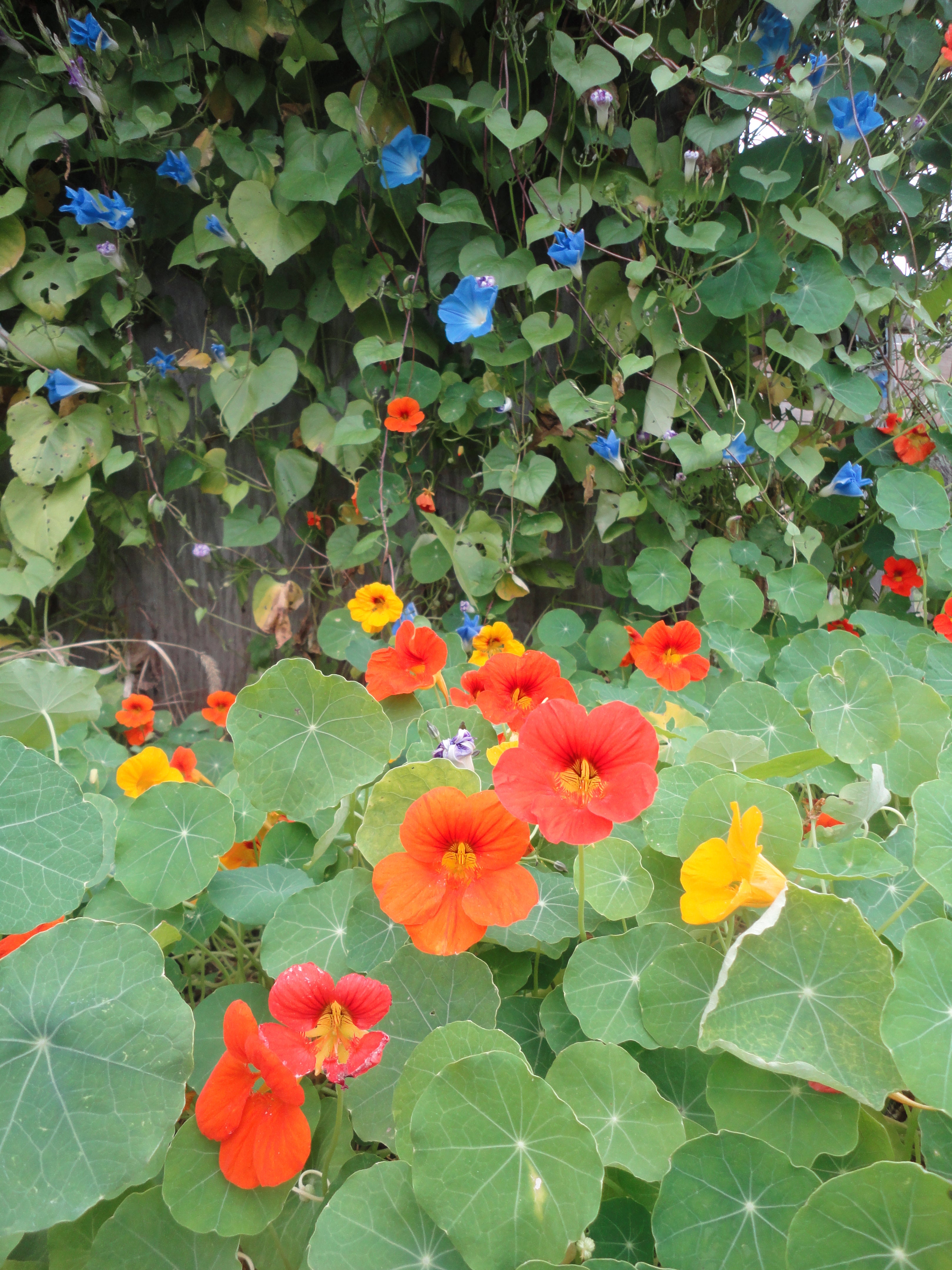 Nasturtiums, gleaming like jewels, beneath a wall of Heavenly Blue Morning Glory.