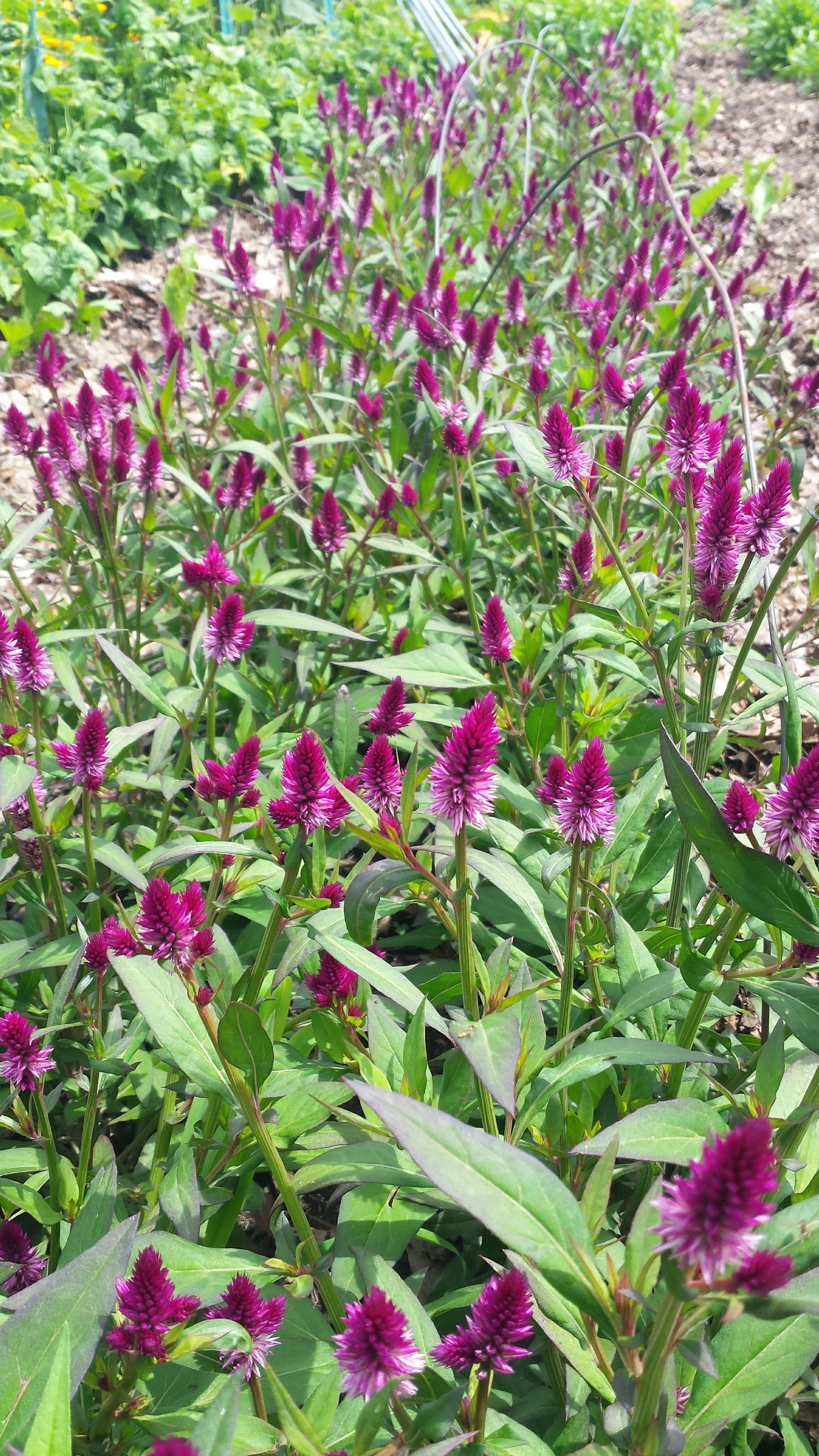 Ruby Parfait Celosia Seedlings