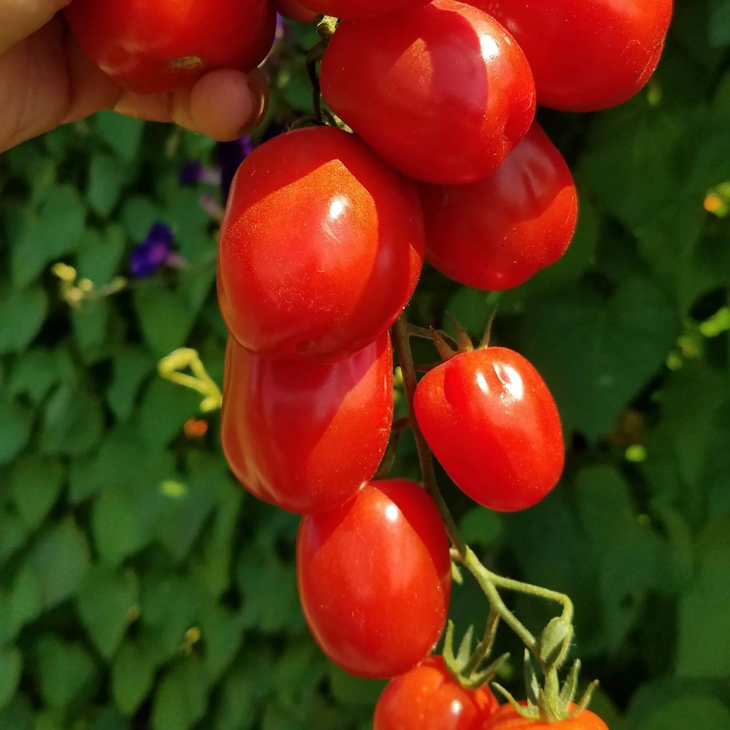 Aosta Valley Select Tomato Seedlings