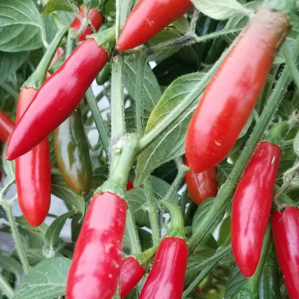 Hidalgo Serrano Hot Pepper Seedlings