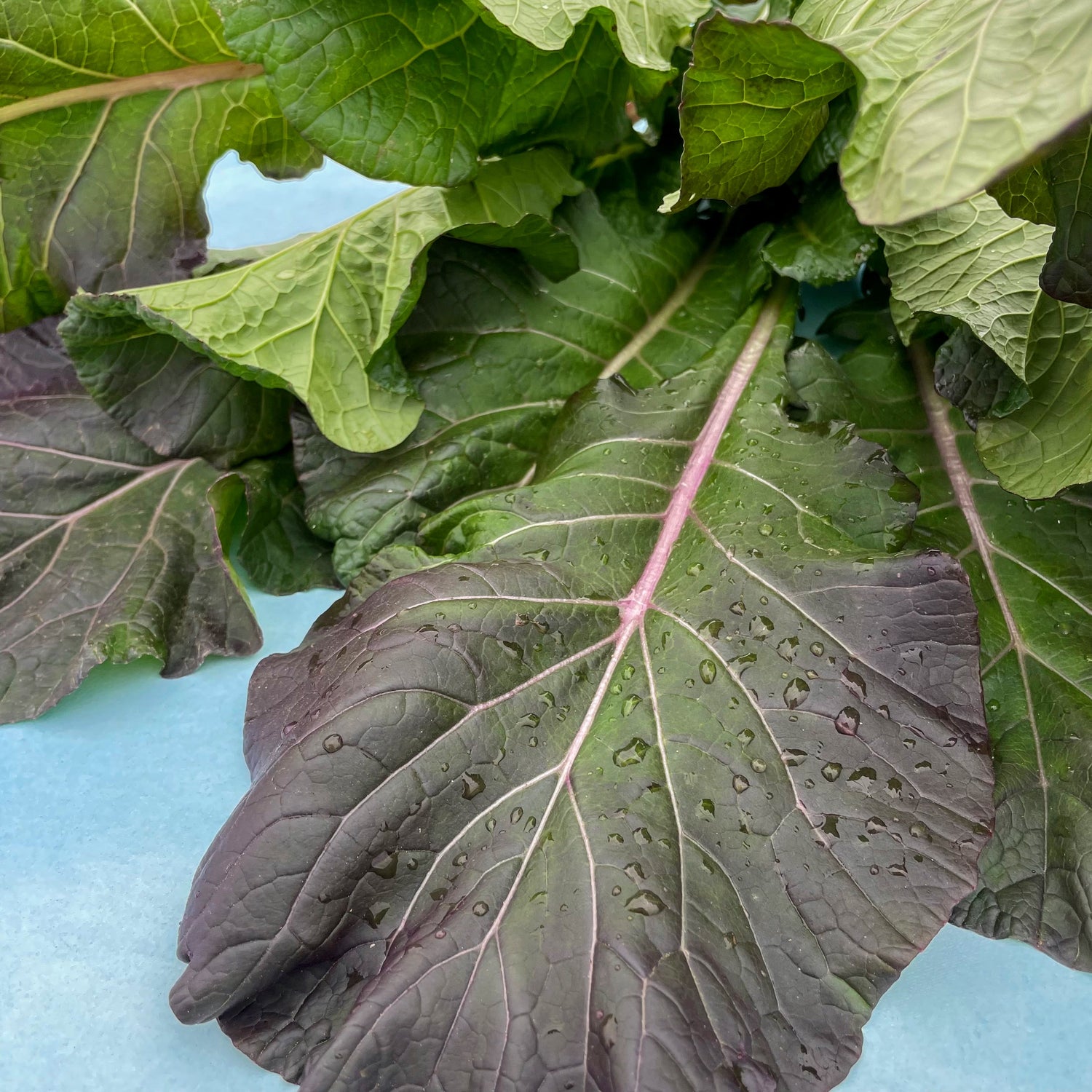 Rainbow Tatsoi