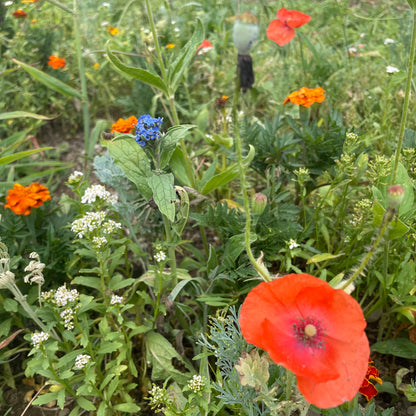 Colorscape Garden Flower Mix