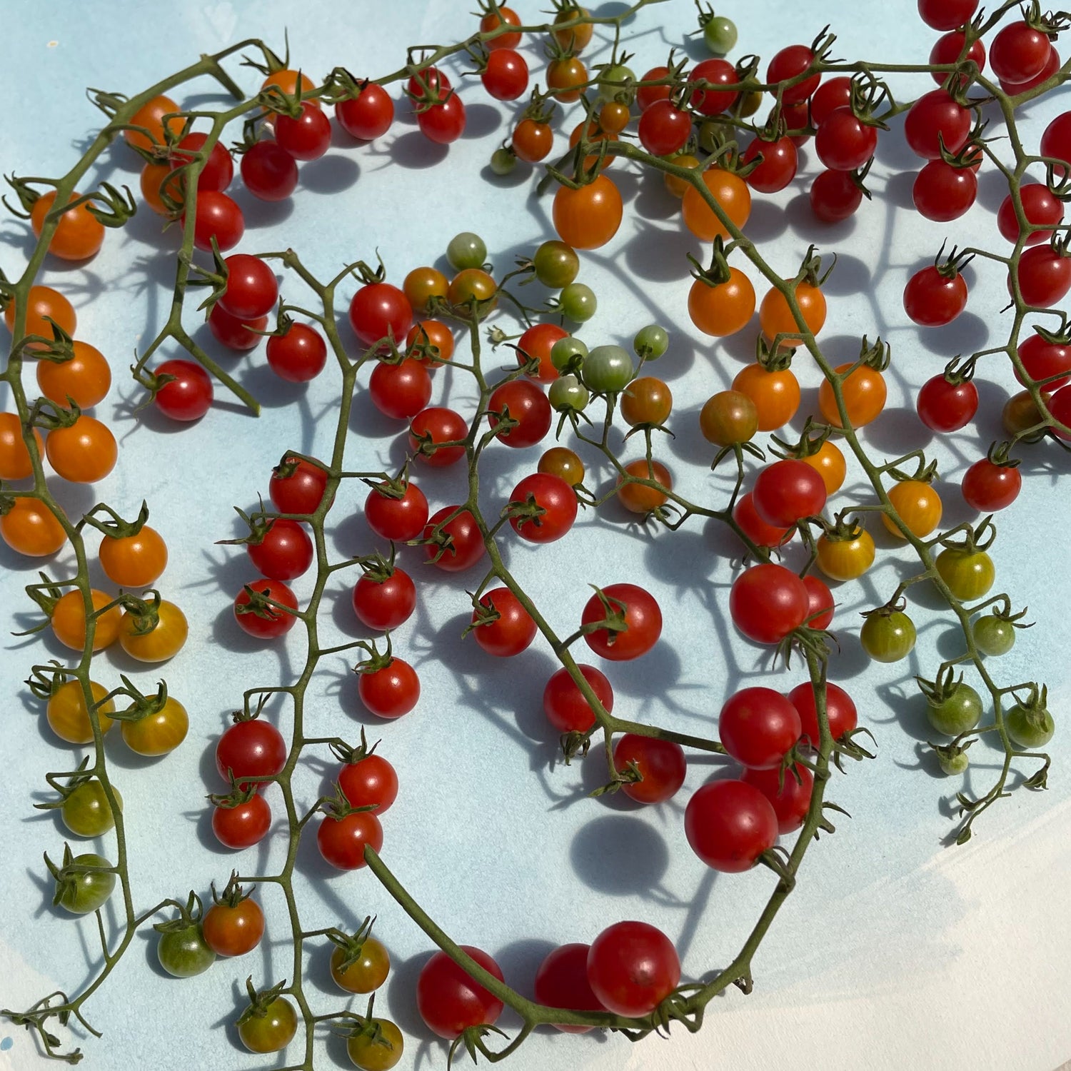 Sweet Pea Currant Tomato