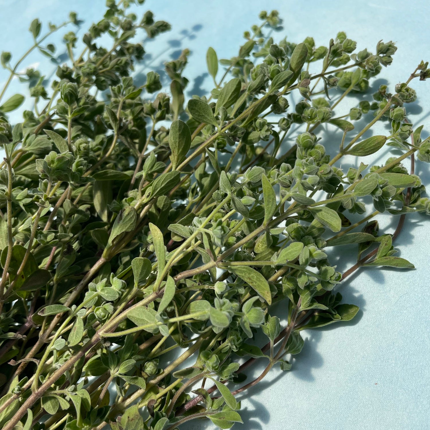 Marjoram