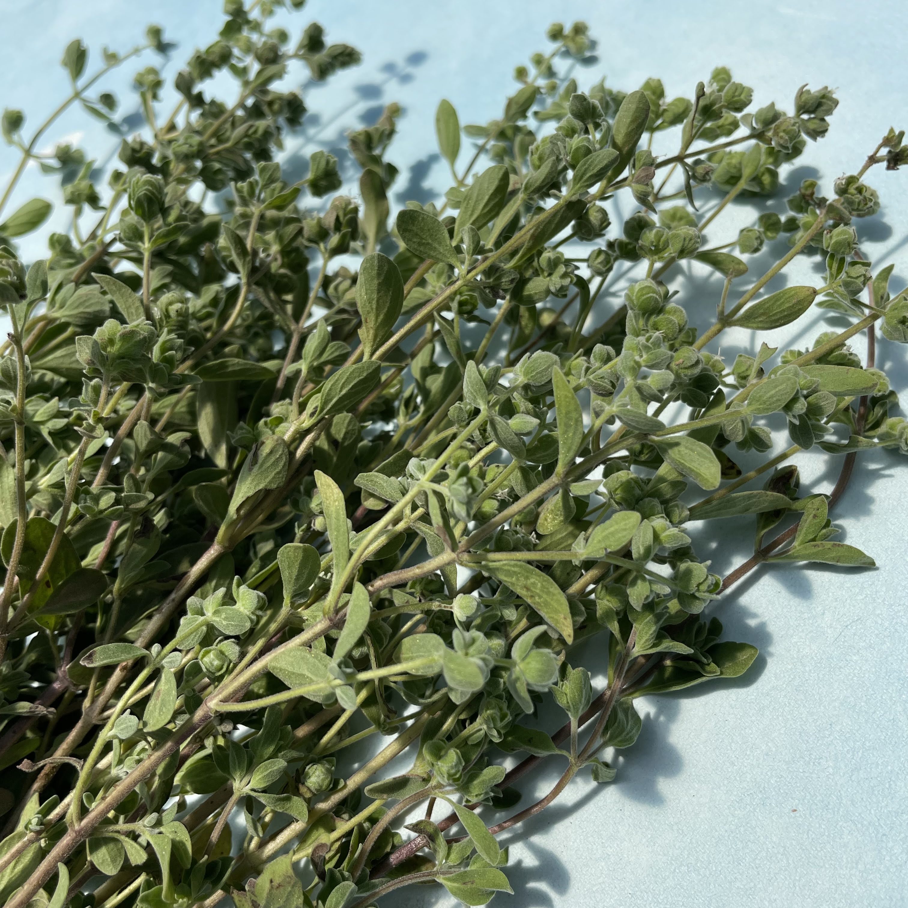 Marjoram