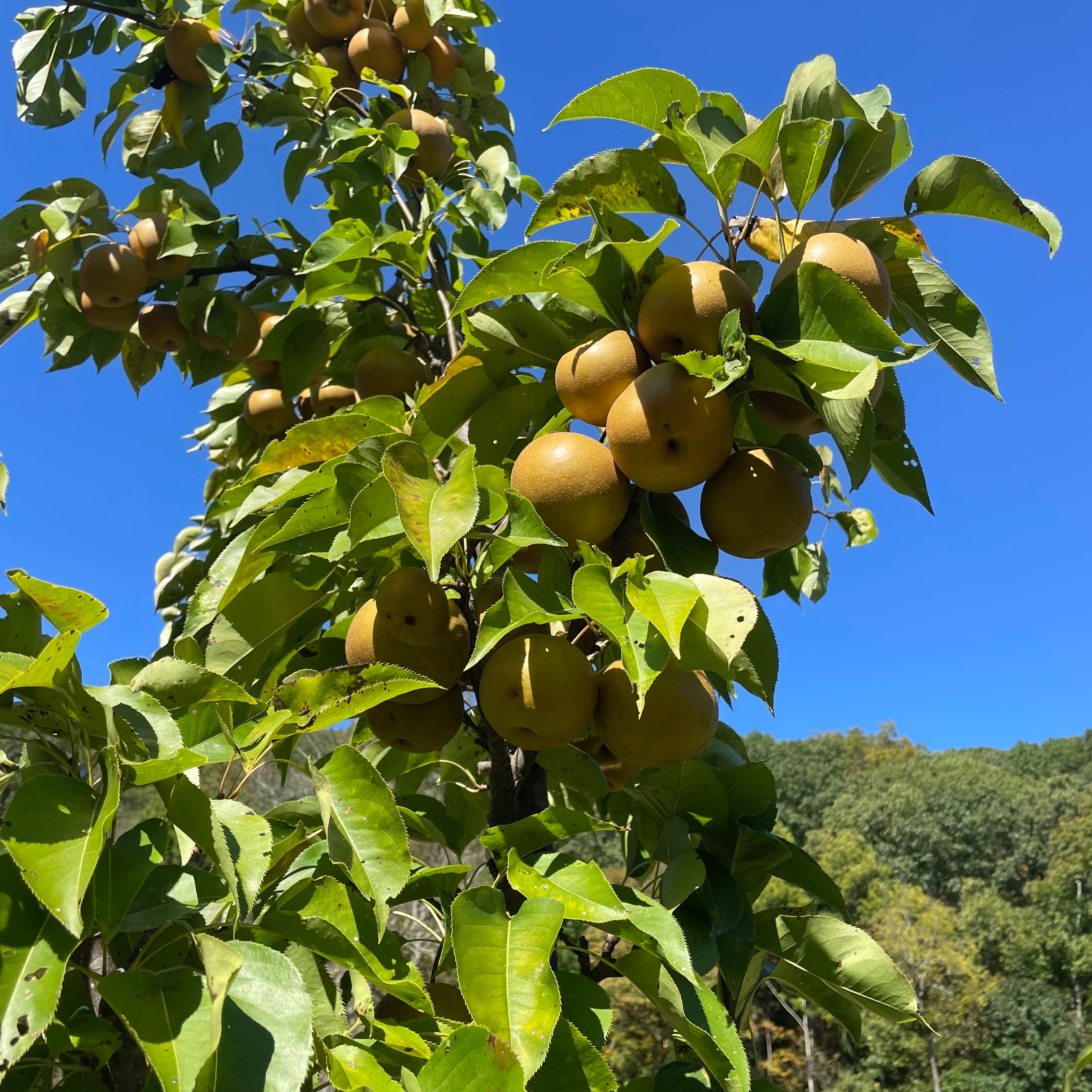Olympic Giant Asian Pear Tree Organic – Hudson Valley Seed Company