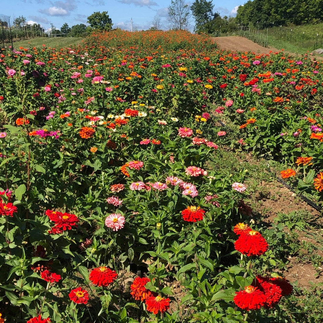 State Fair Zinnia