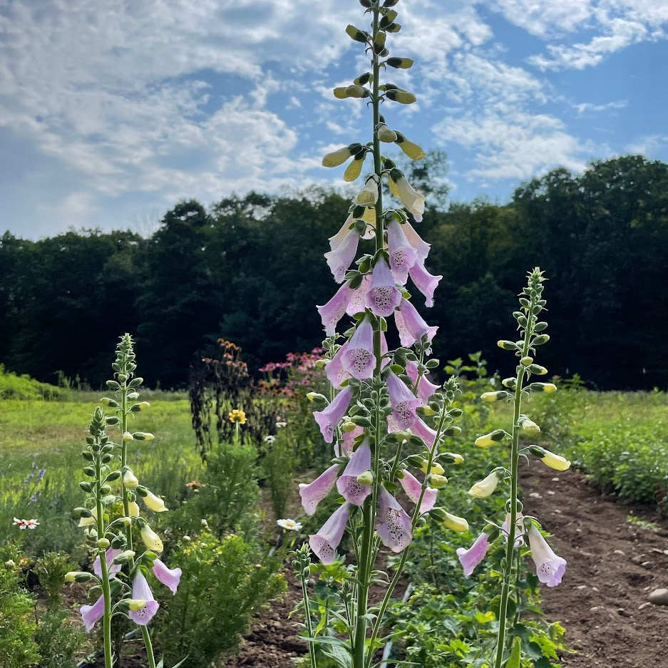 Foxglove Mix