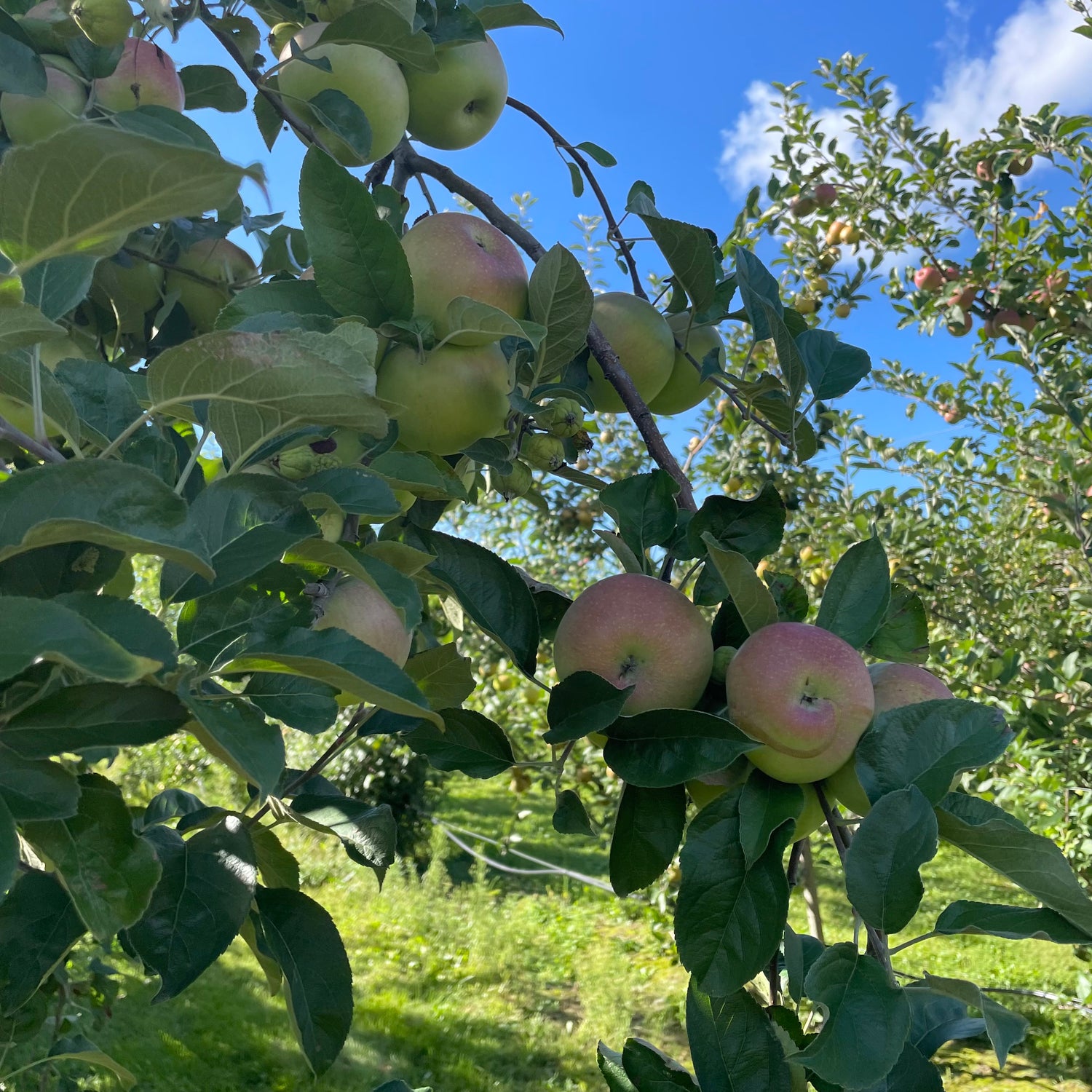 Baldwin Apple Tree