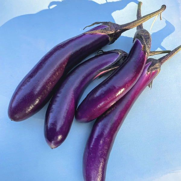 Ping Tung Eggplant Organic Seeds – Hudson Valley Seed Company