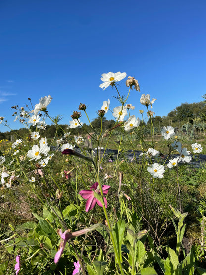 Midnight Garden Flower Mix