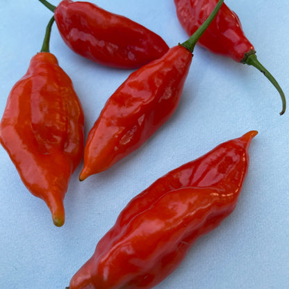 Maya Habanero