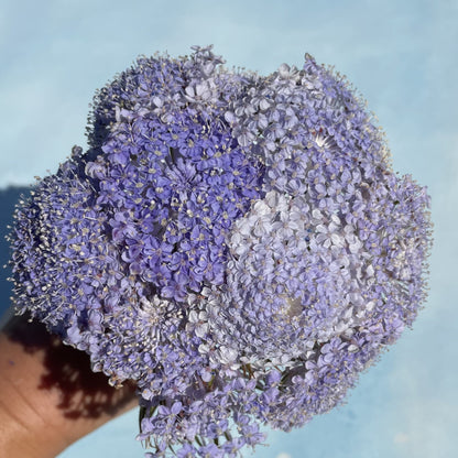 growing lace flower from seed Didiscus Lace Flower Mix
