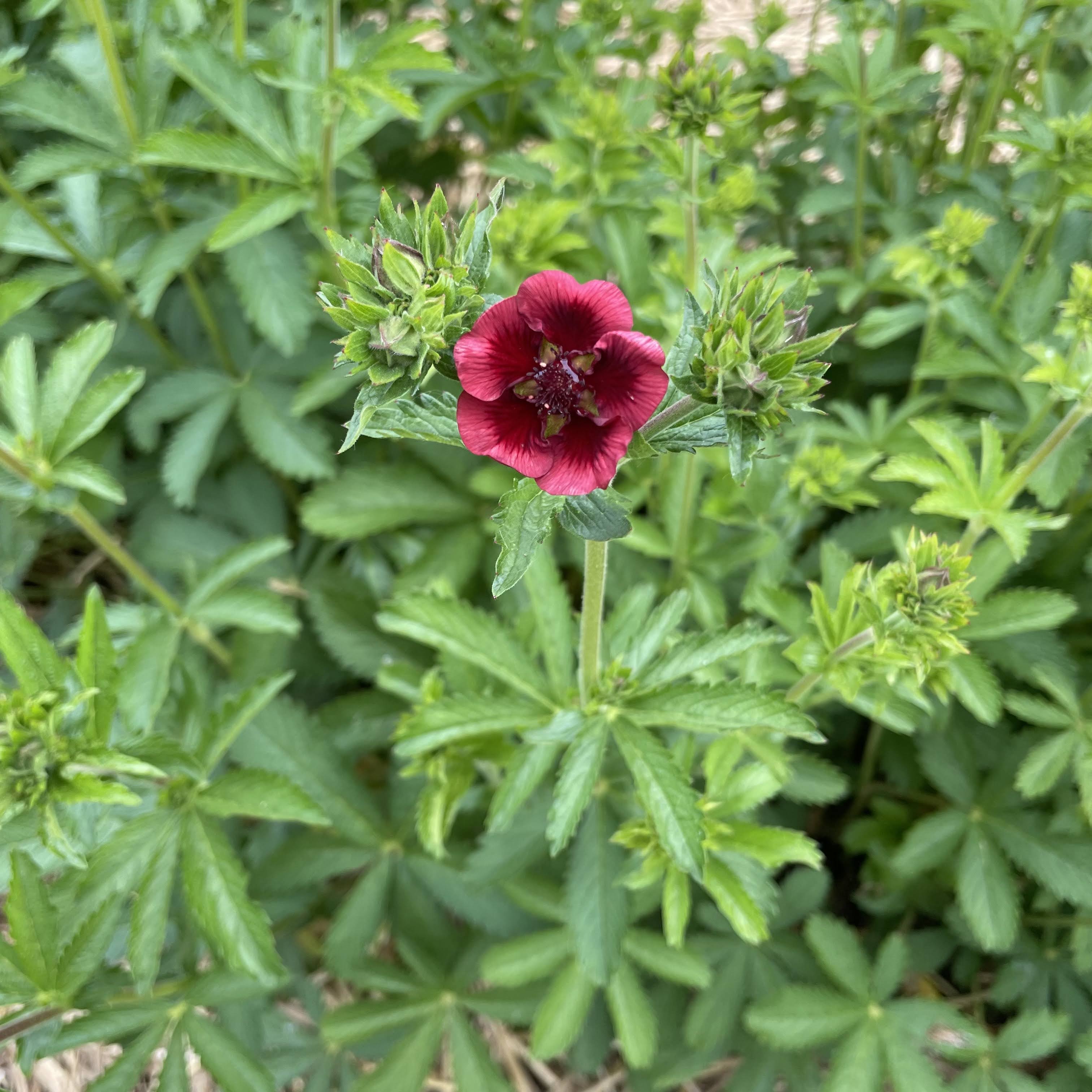 Scarlet Cinquefoil