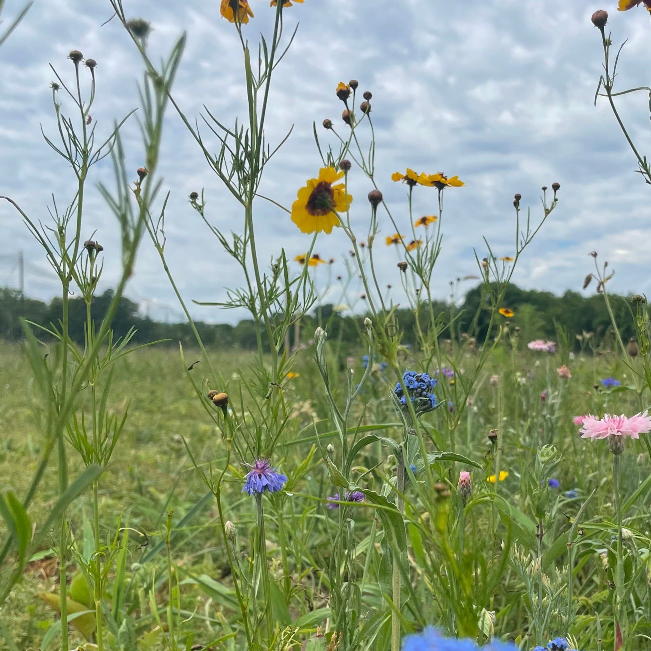 Bee Friendly Wildflower Mix Seed Shaker