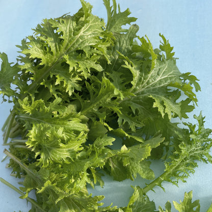 where to buy wasabi plants or seeds Wasabina: Wasabi Greens Organic Seeds 200 Seeds / Organic