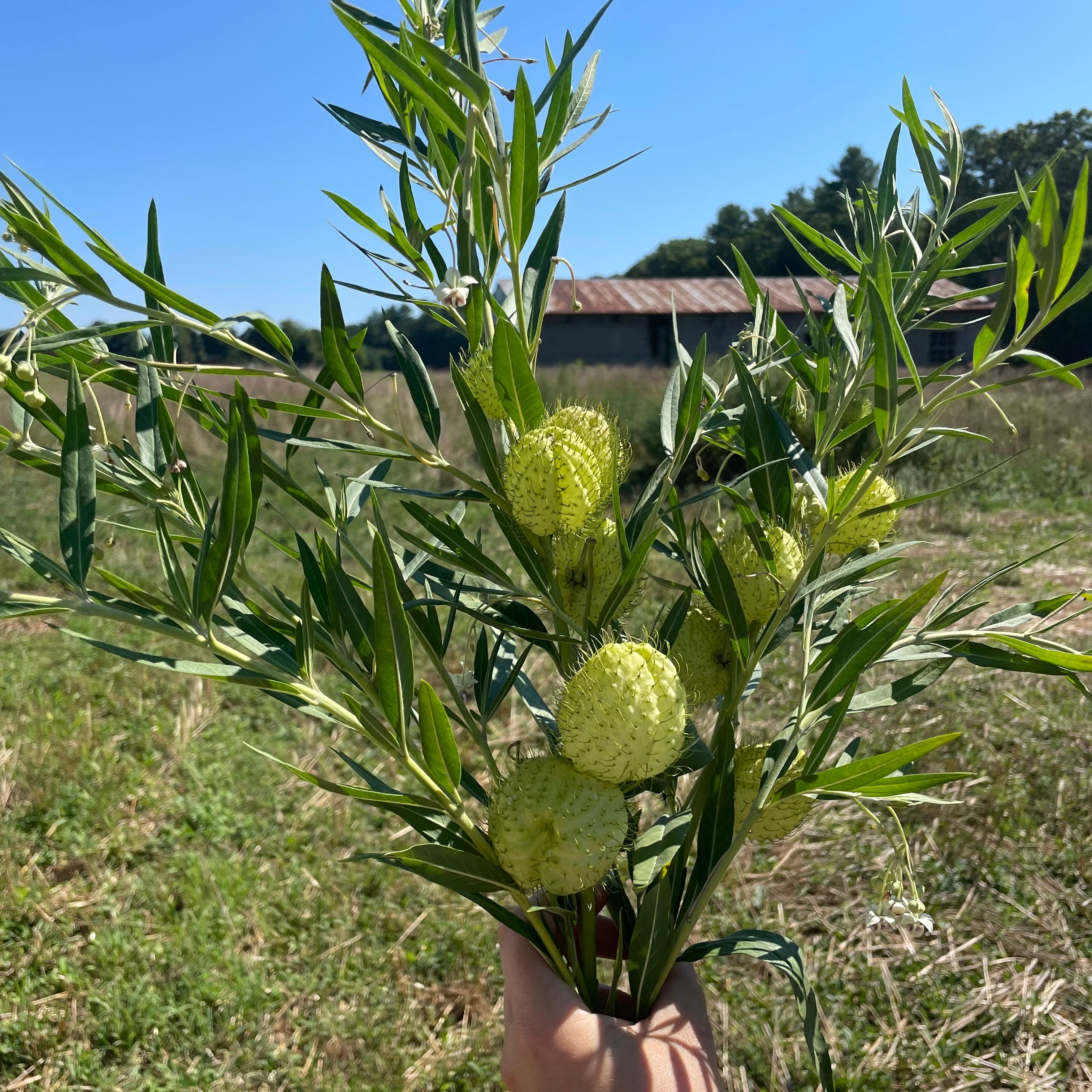 Hairy Balls Milkweed (Gomphocarpus) Hudson Valley Seed Company