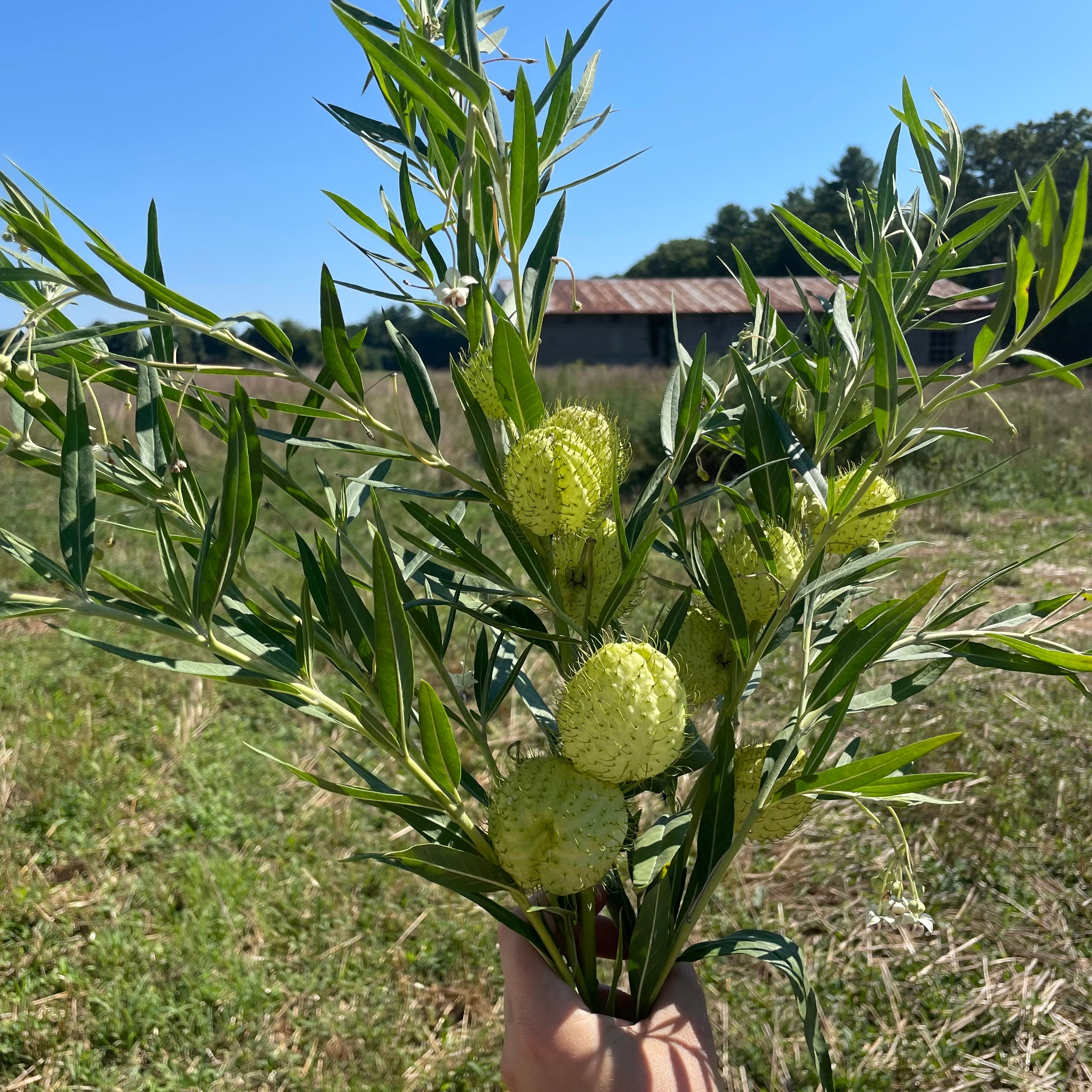 Hairy Balls Milkweed (Gomphocarpus)