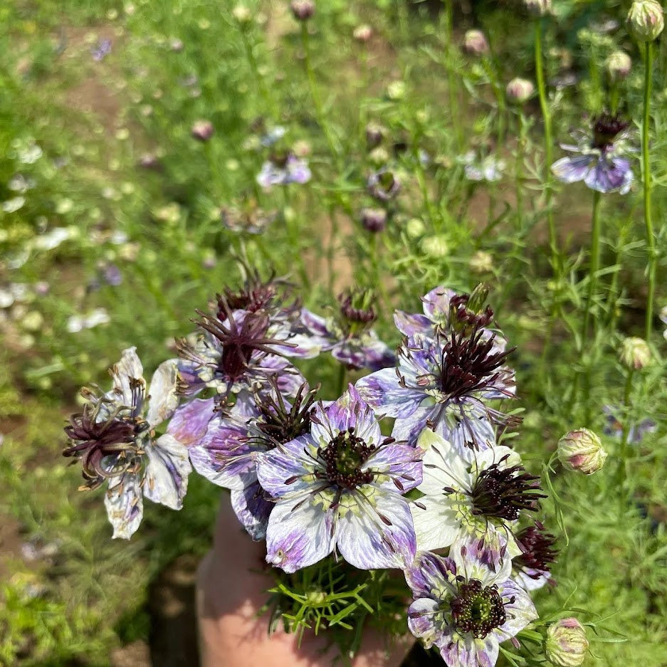 Delft Blue Nigella