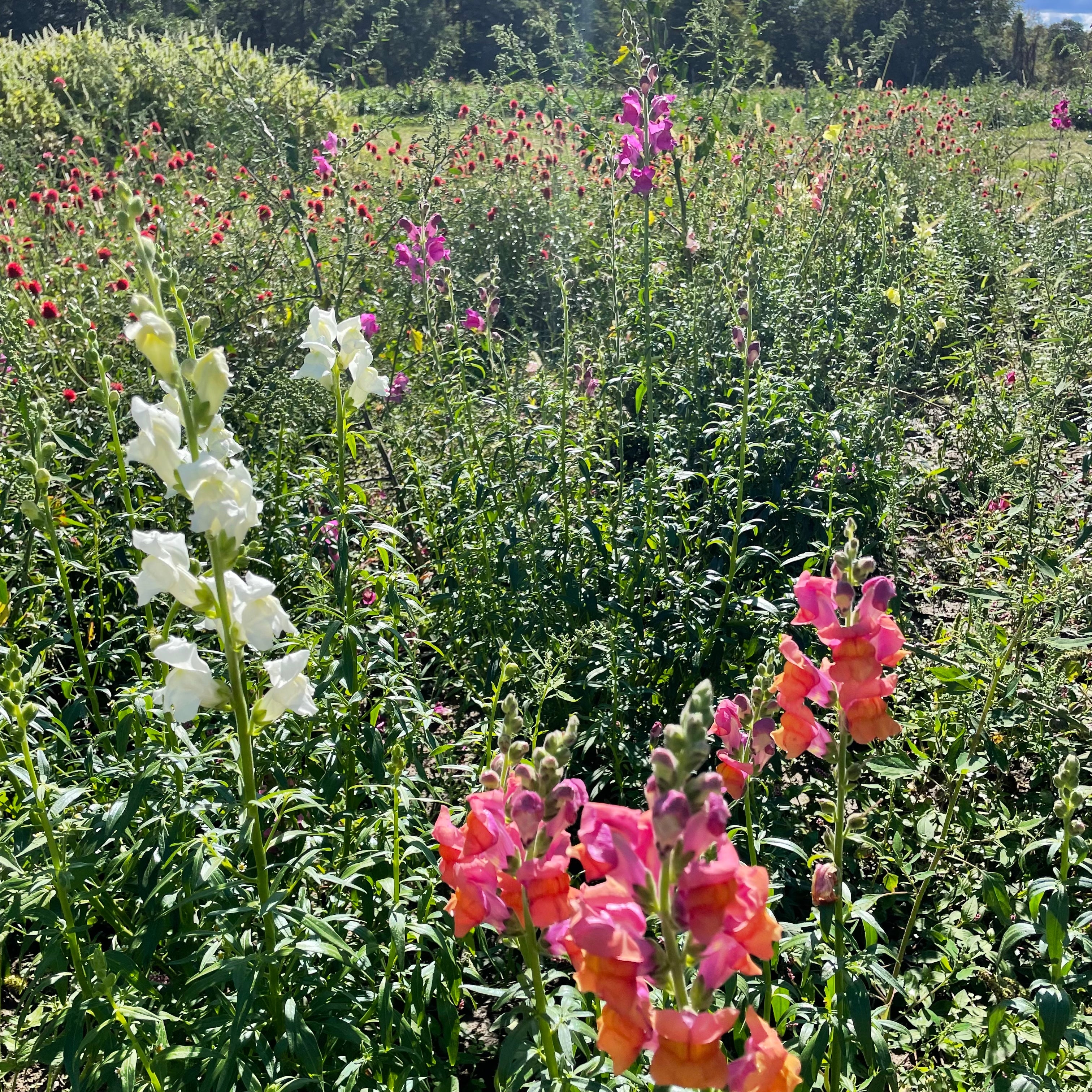 Snapdragon Mix