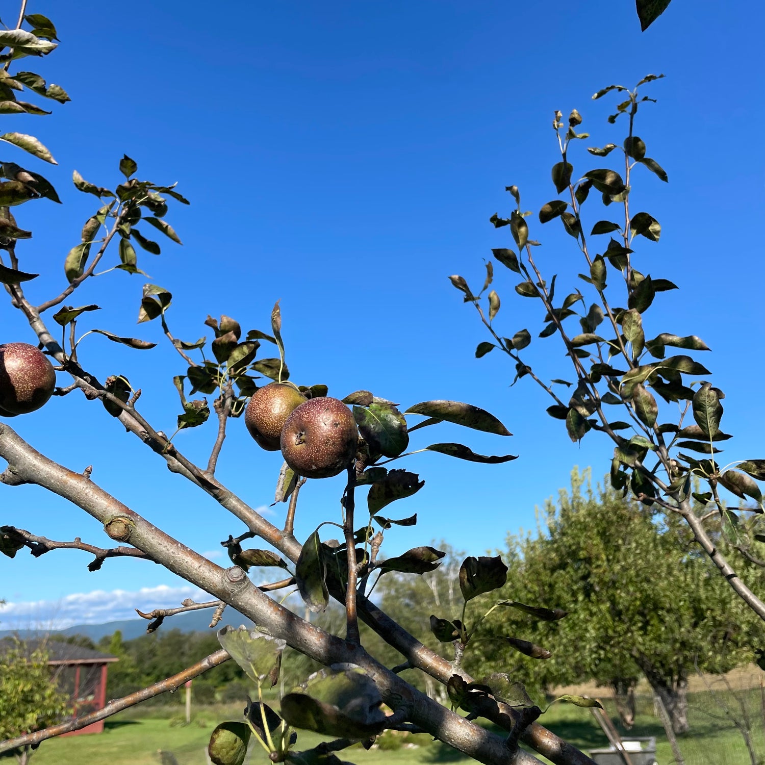 Seckel Pear Tree