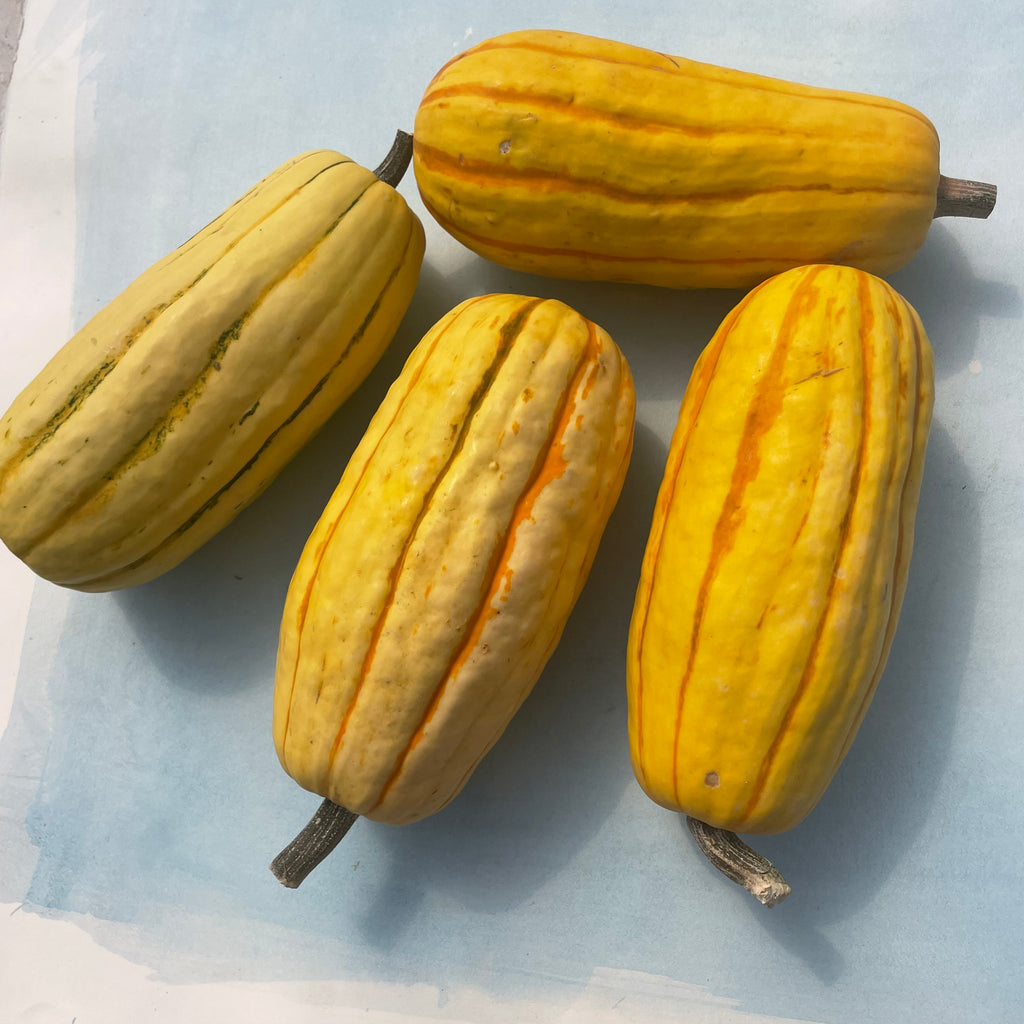 Delicata Squash Organic Seeds Hudson Valley Seed Company 1291