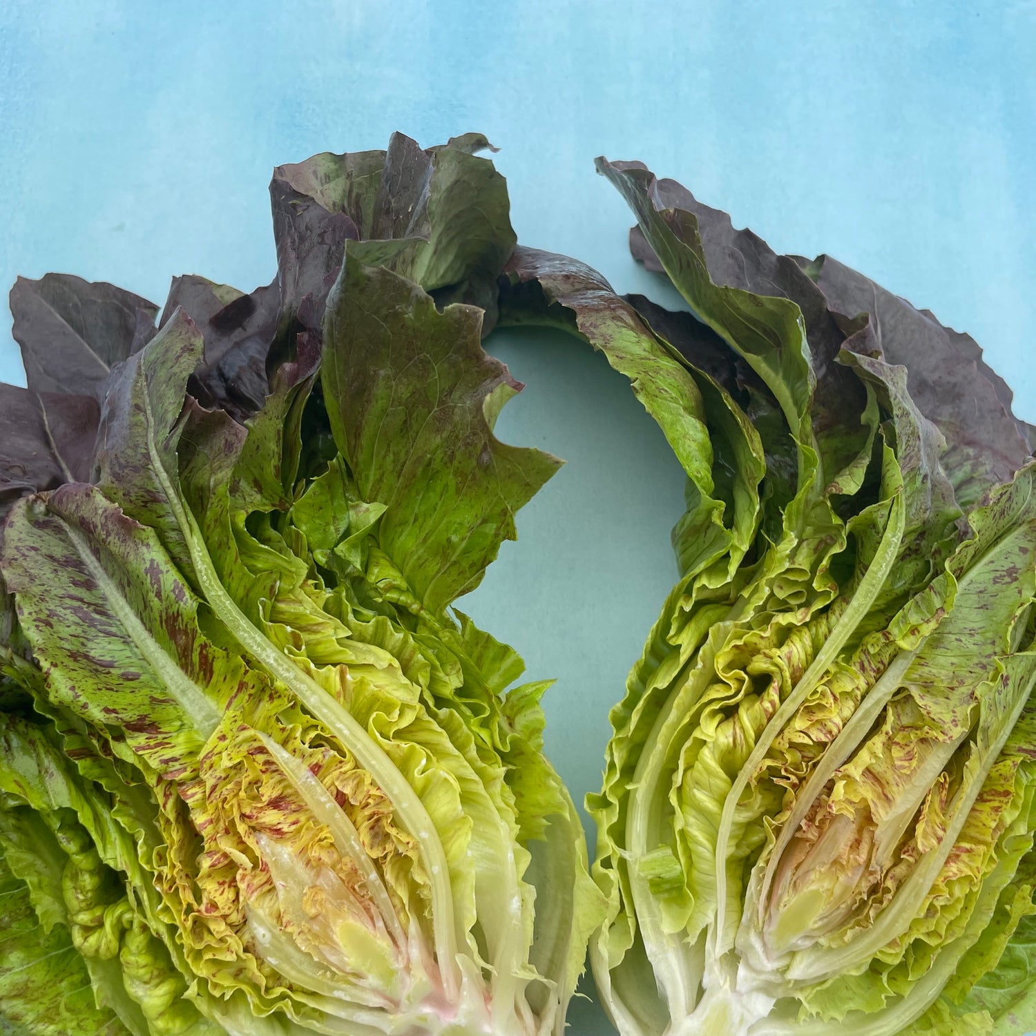 Really Red Deer Tongue Lettuce