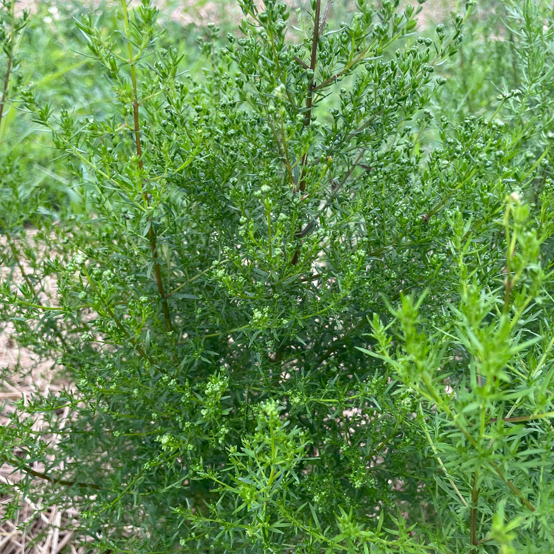 Sweet Annie Artemisia Seedlings