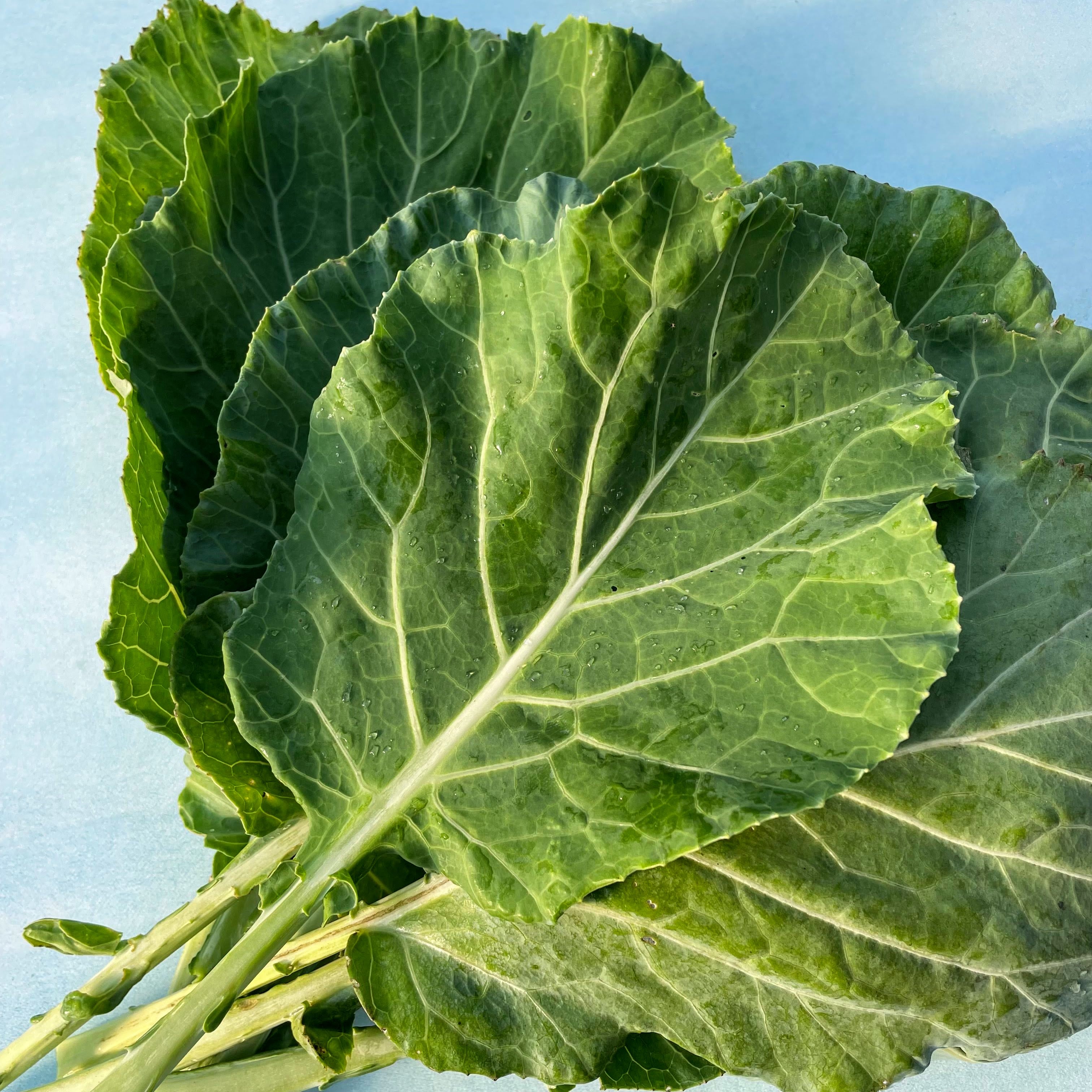 Collards Sc Collard Greens Plants