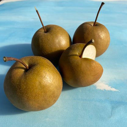 Olympic Giant Asian Pear Tree