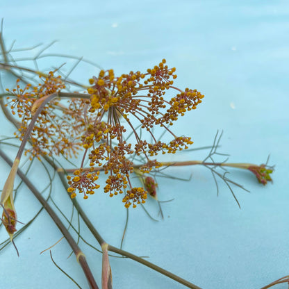 Bronze Fennel