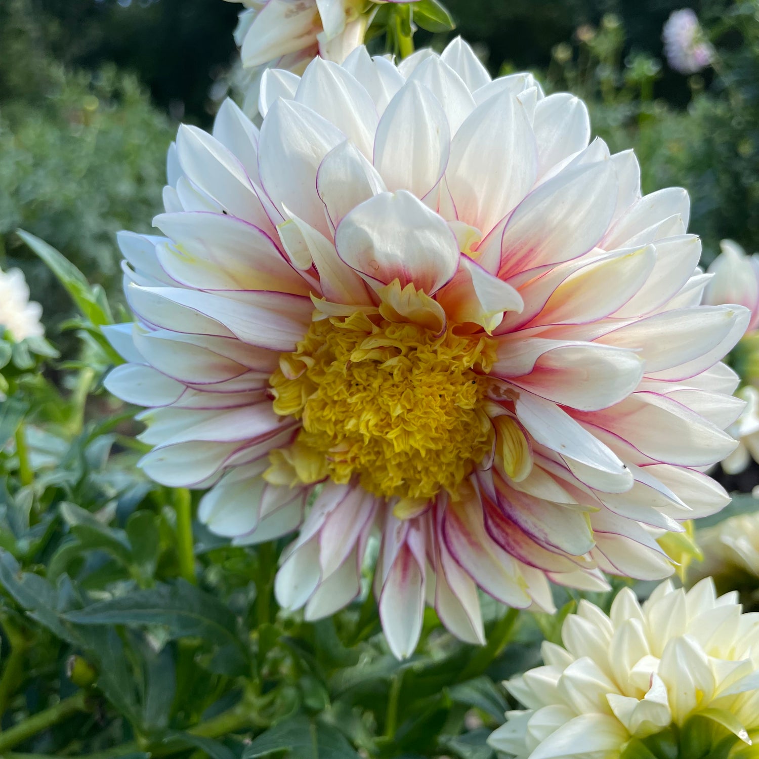 Polka Dahlia Tuber