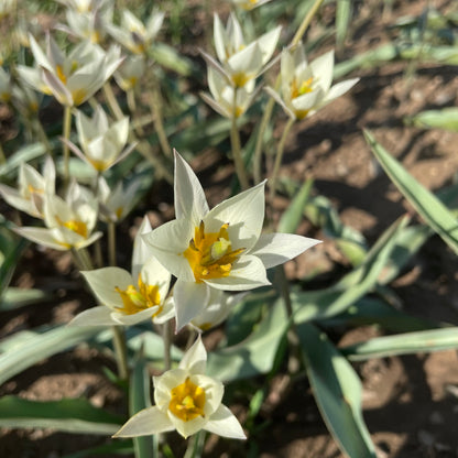 Species Tulip turkestanica