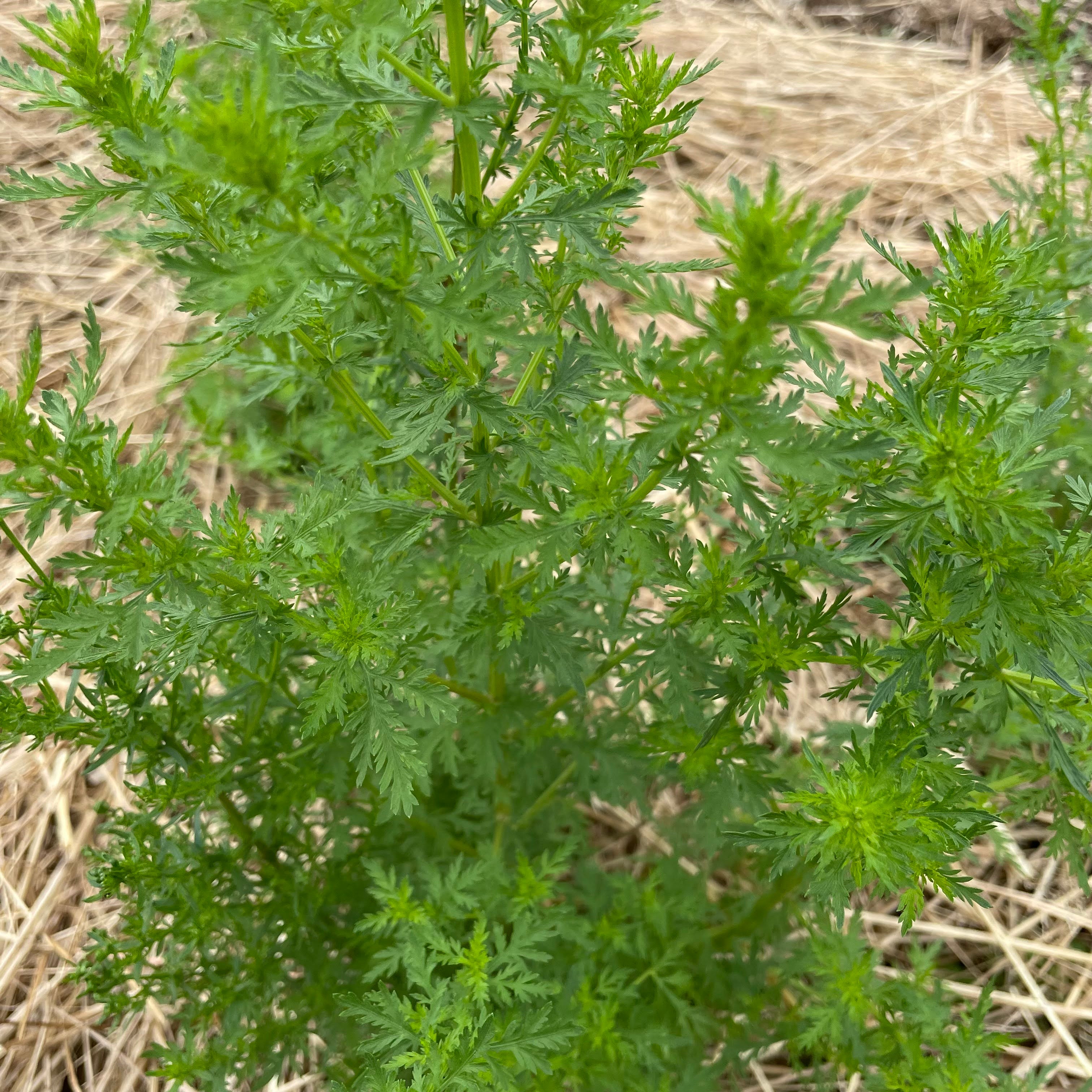 Sweet Annie Artemisia Seedlings