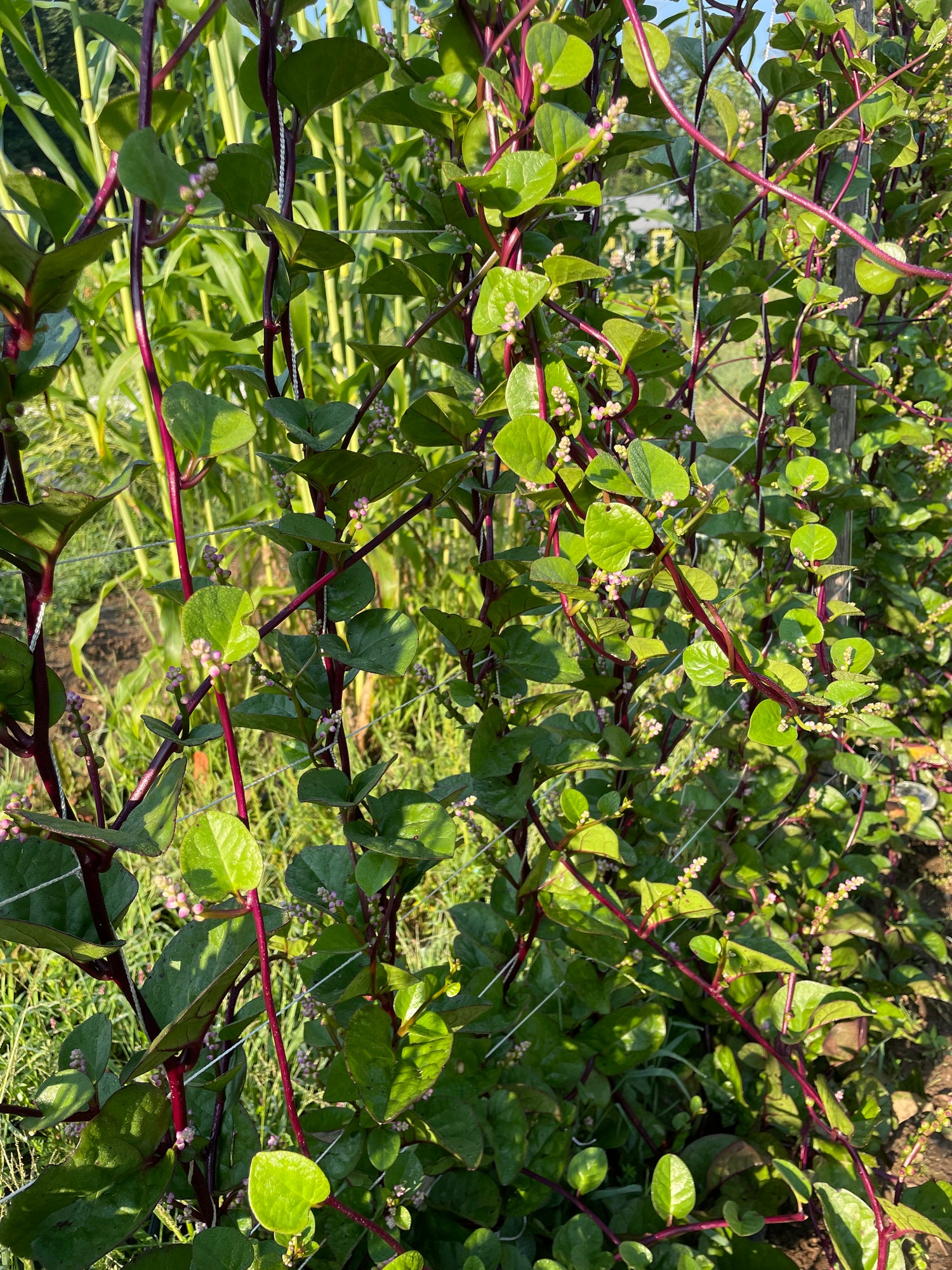 Red Malabar Spinach