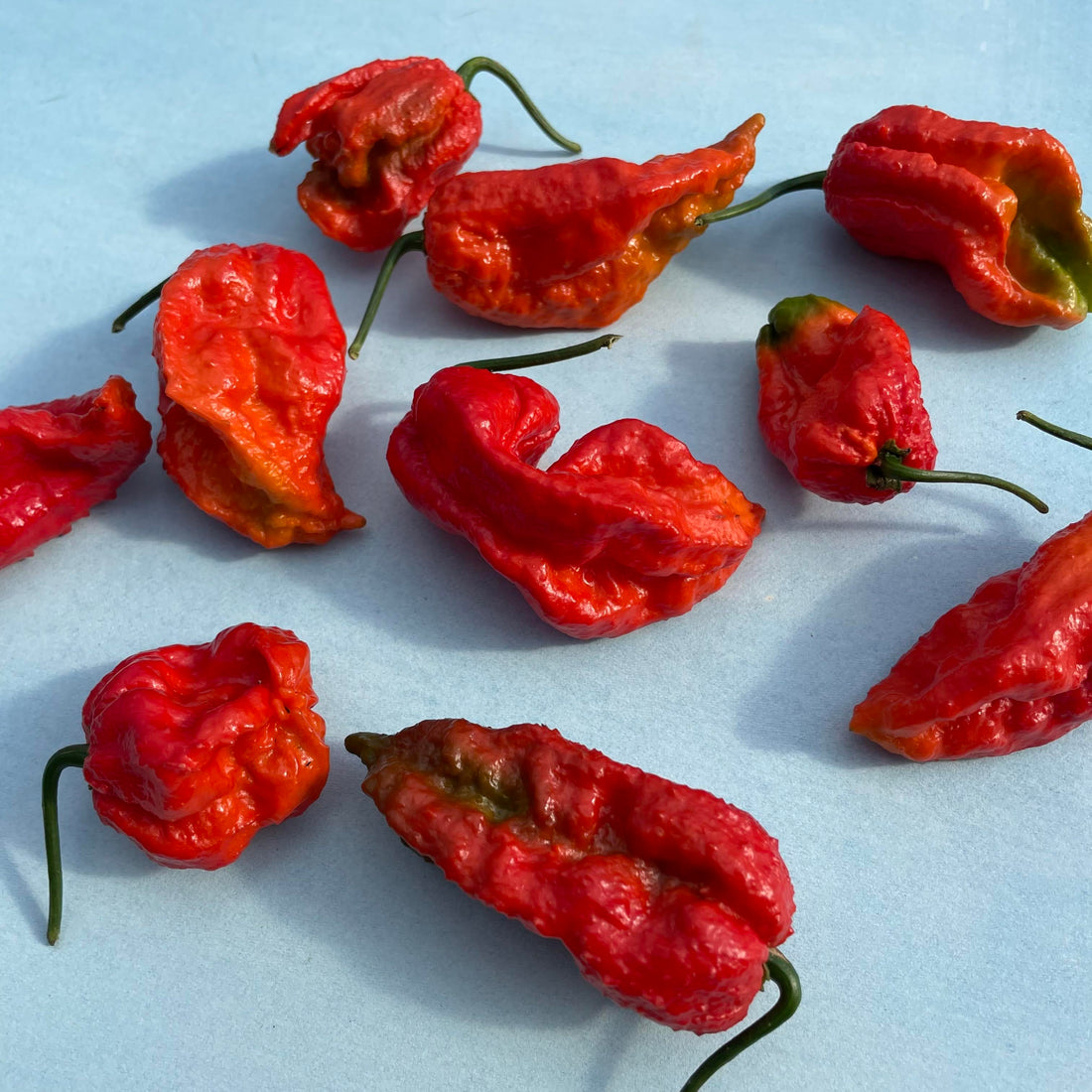 Ghost Pepper Seedlings