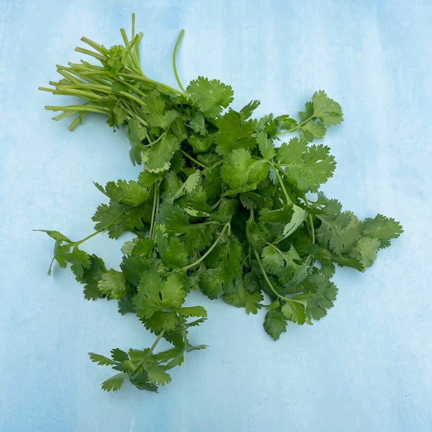 Caribe Cilantro Seedlings