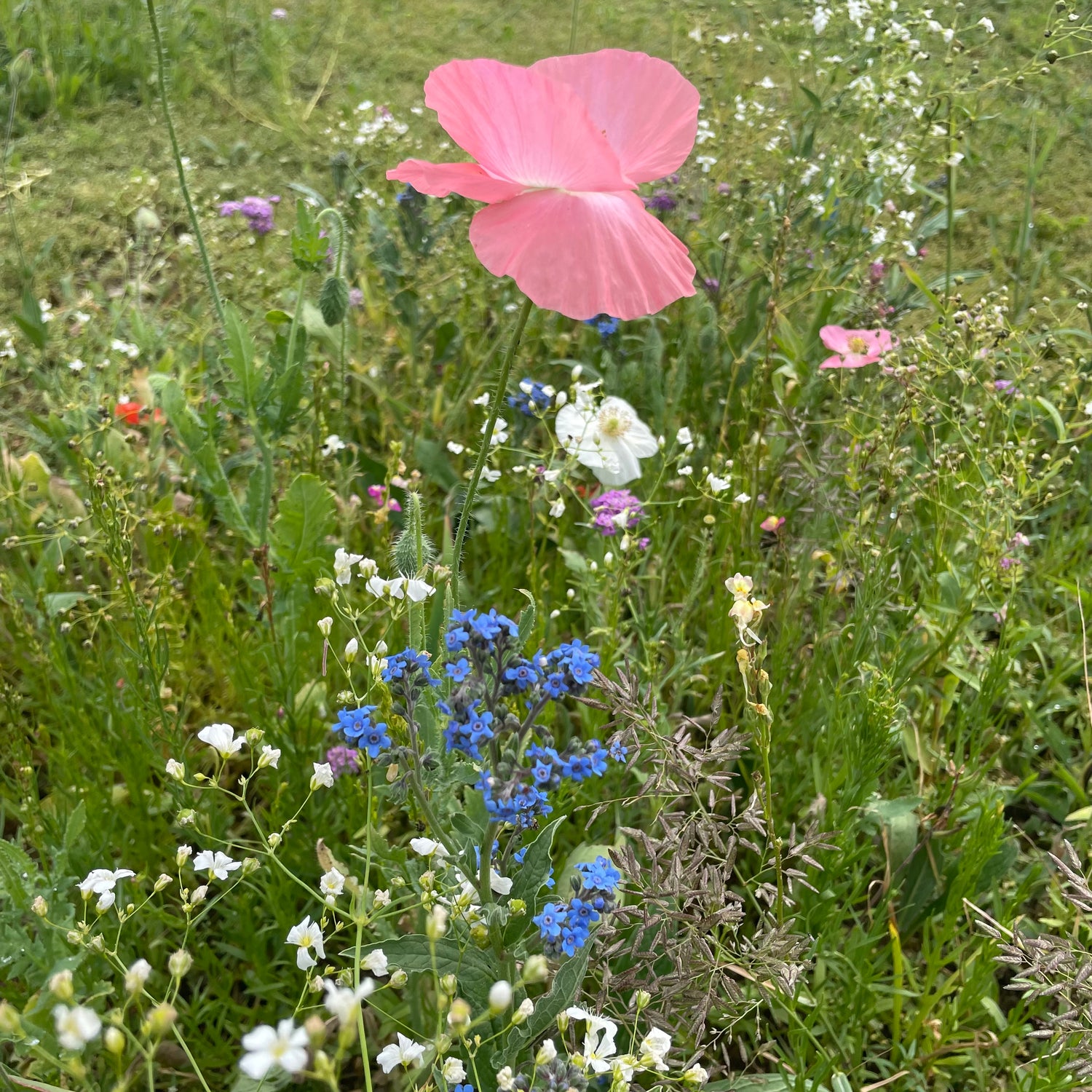 Shady Meadow Wildflower Mix Seed Shaker