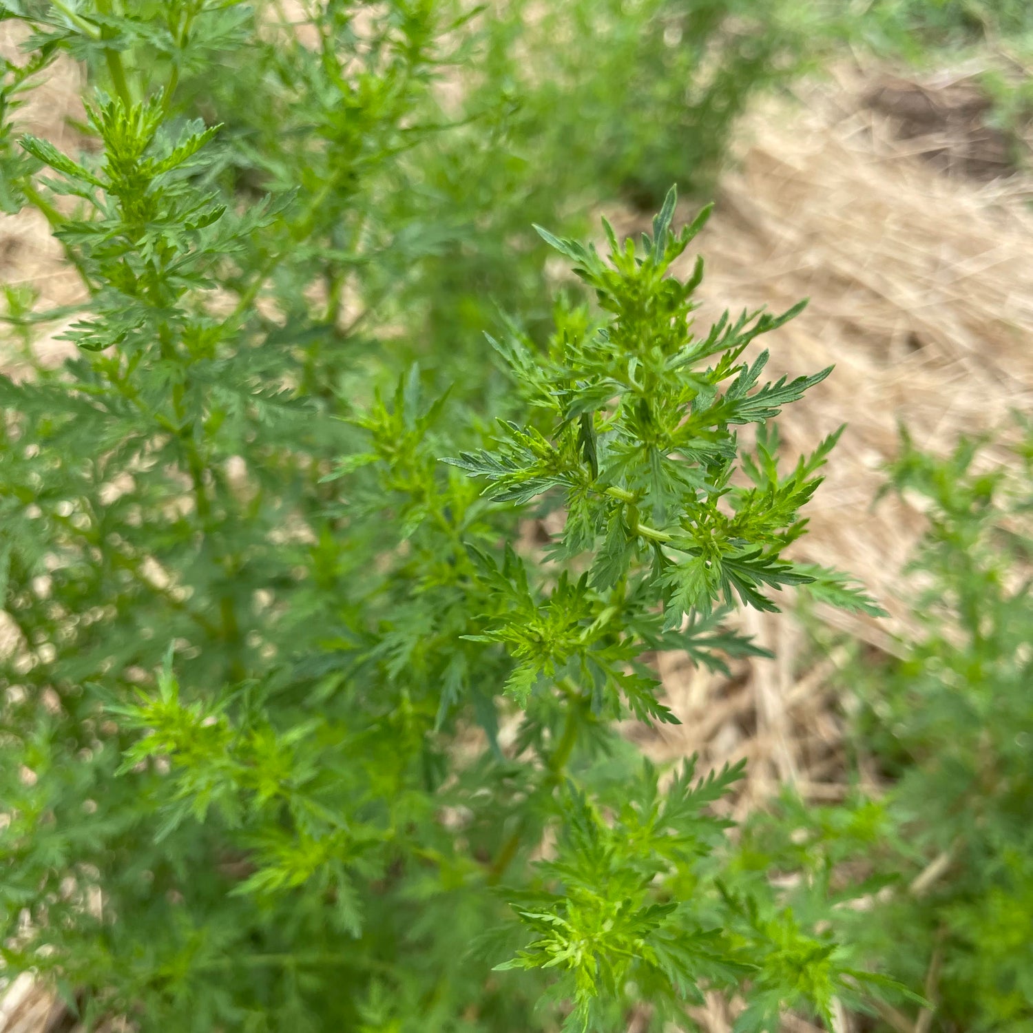 Sweet Annie Artemisia Seedlings