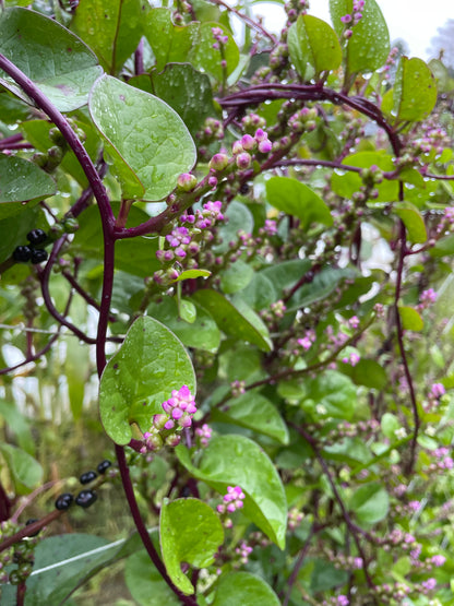 Red Malabar Spinach