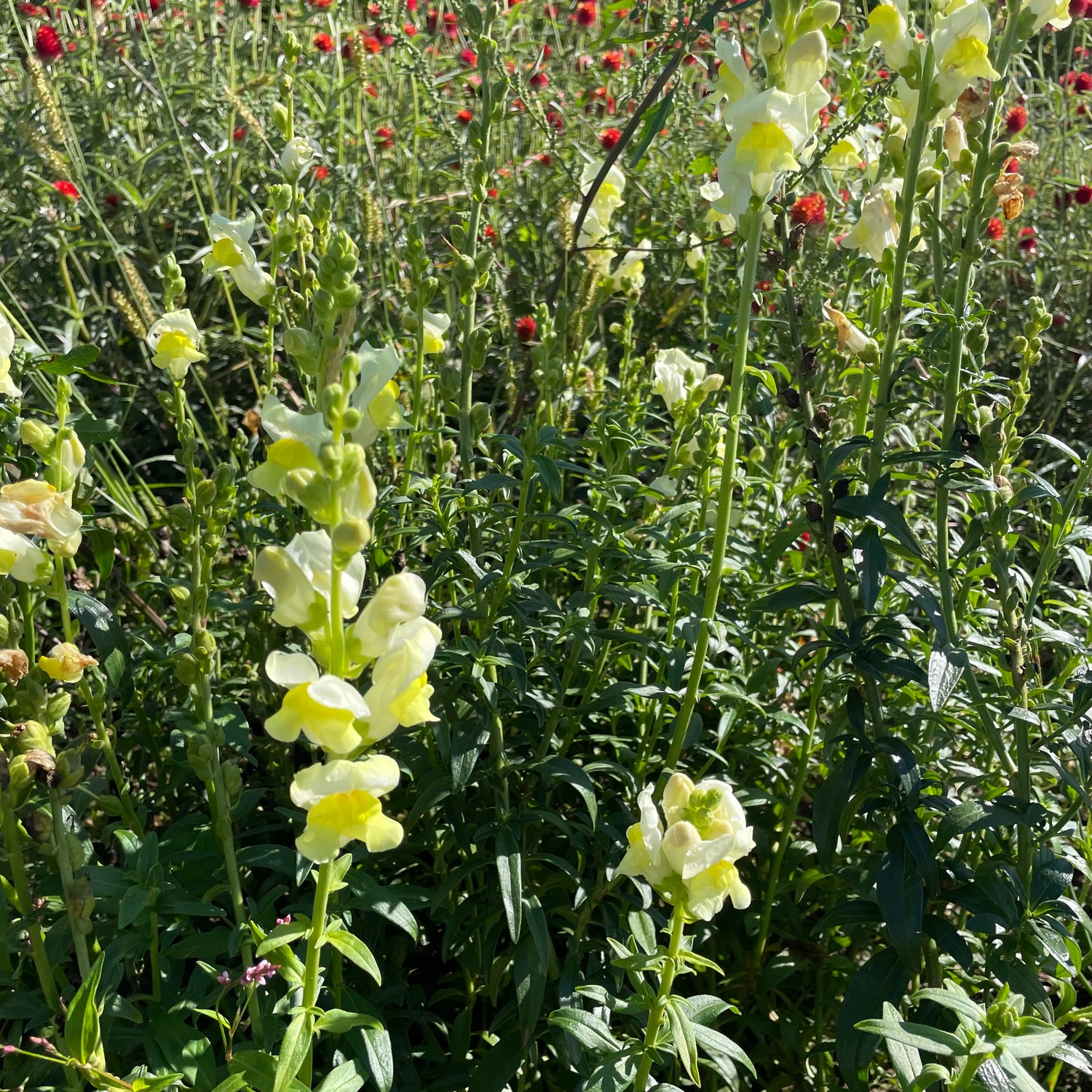 Snapdragon Mix