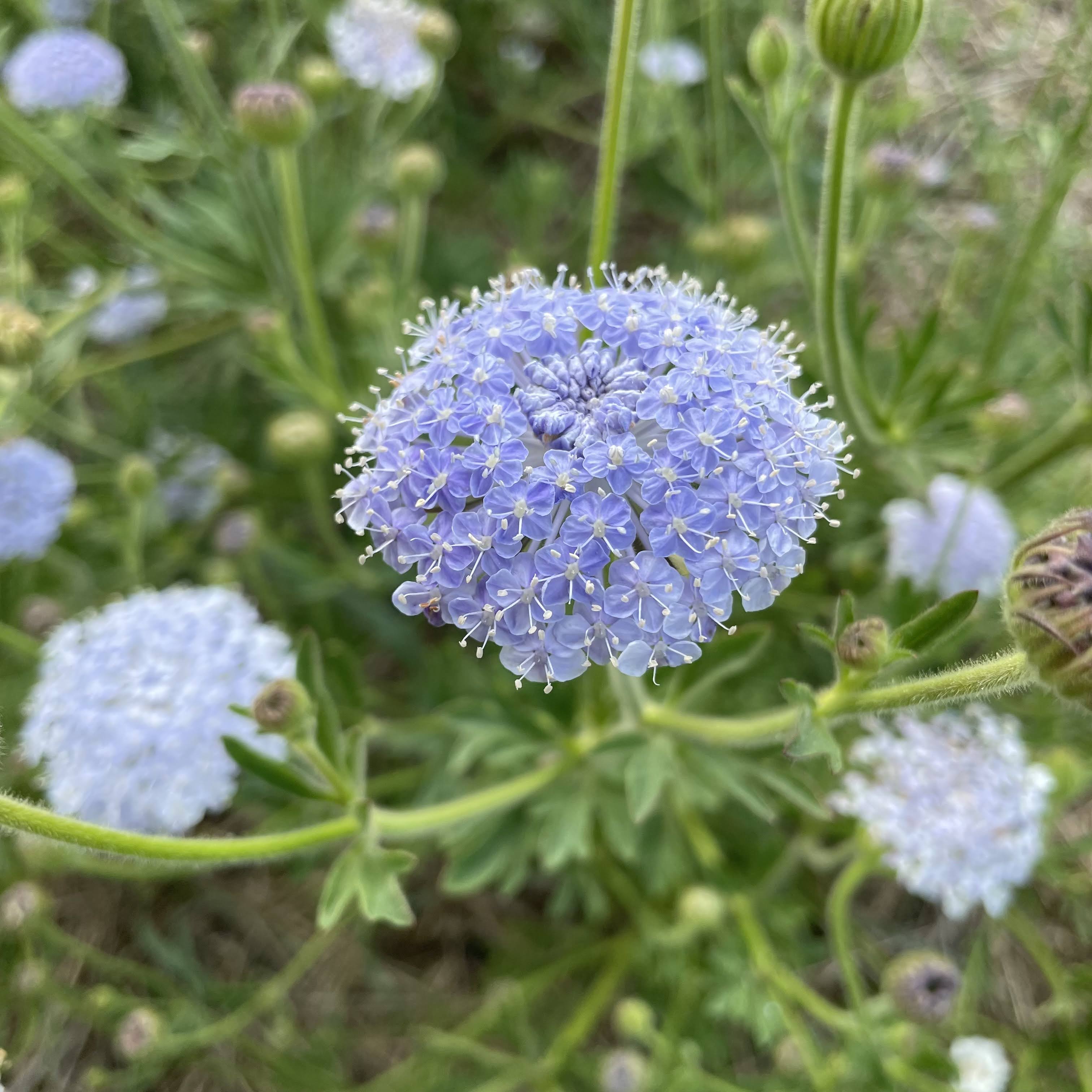 Didiscus Lace Flower Mix