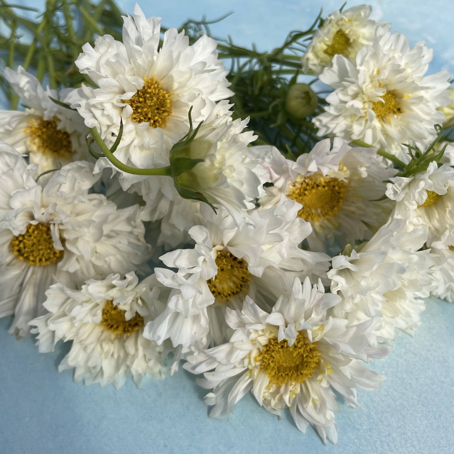 Snowpuff Double Click Cosmos