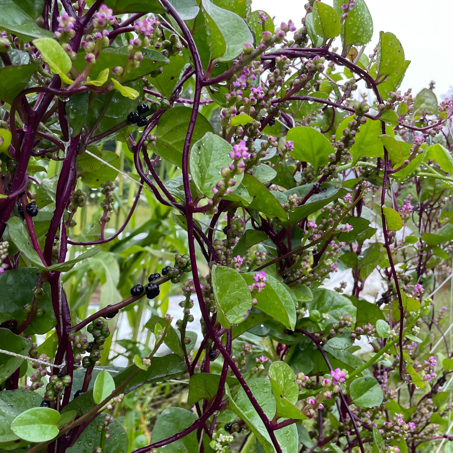 Red Malabar Spinach