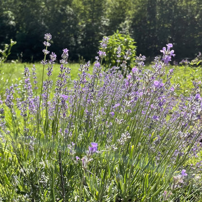 lavender musk pond plant Munstead Lavender