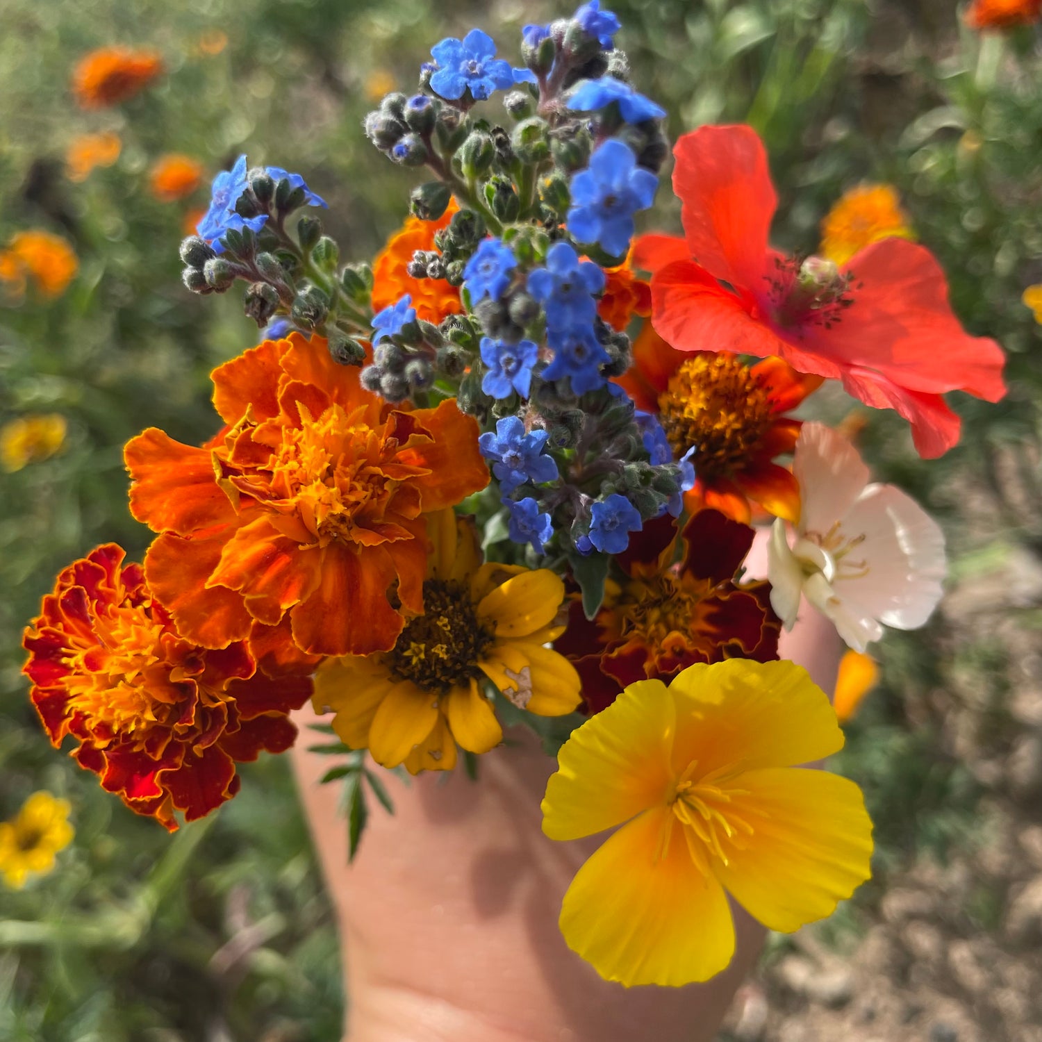 Colorscape Wildflower Mix Seed Shaker