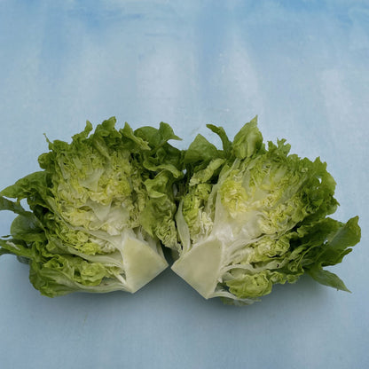 Tom Thumb Lettuce