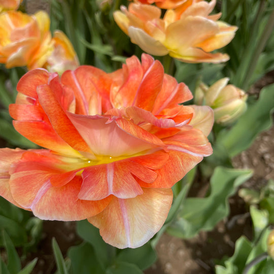 Tulip 'Charming Beauty'